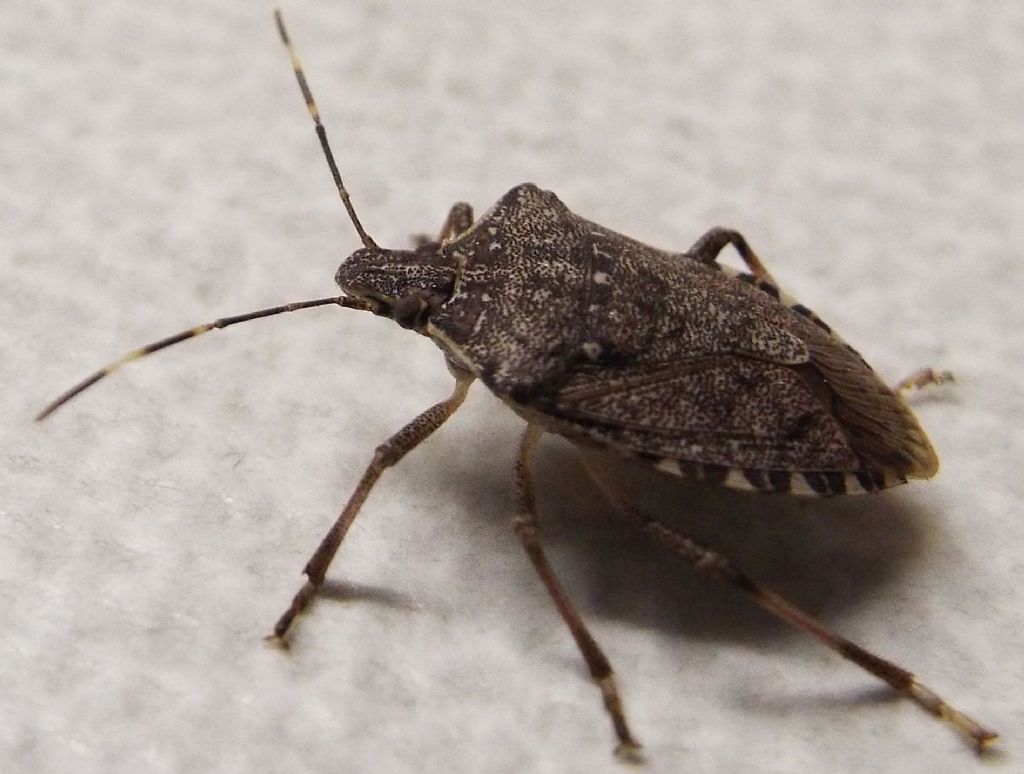 Pentatomidae: Halyomorpha halys